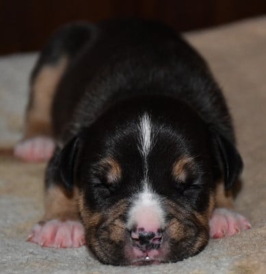 Les chiots de American Staffordshire Terrier