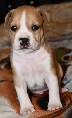 Les chiots de American Staffordshire Terrier