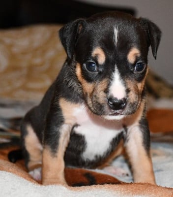 Les chiots de American Staffordshire Terrier
