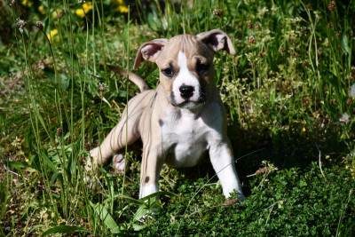 Les chiots de American Staffordshire Terrier