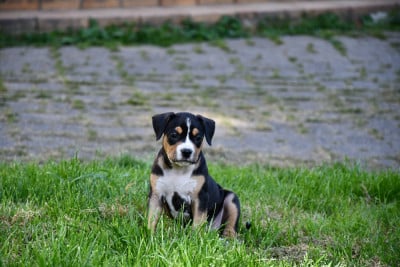 Les chiots de American Staffordshire Terrier