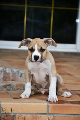 Les chiots de American Staffordshire Terrier