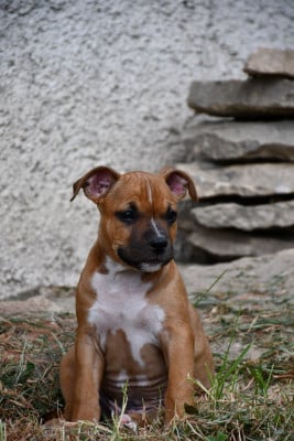 Les chiots de American Staffordshire Terrier
