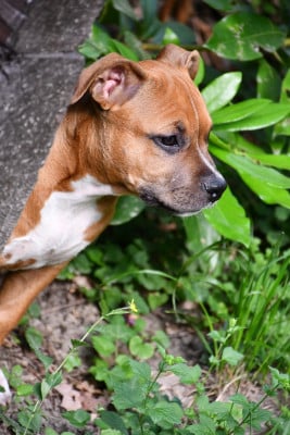 Les chiots de American Staffordshire Terrier