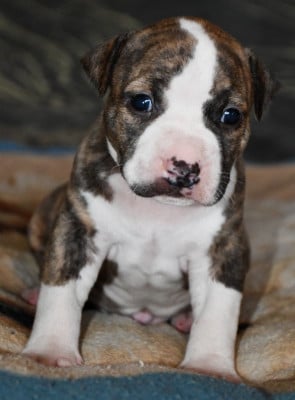 Les chiots de American Staffordshire Terrier