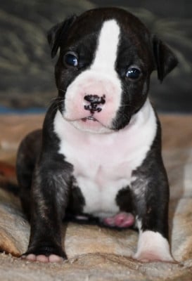 Les chiots de American Staffordshire Terrier