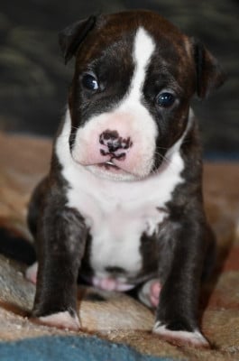 Les chiots de American Staffordshire Terrier