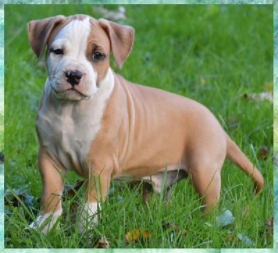 Les chiots de American Staffordshire Terrier