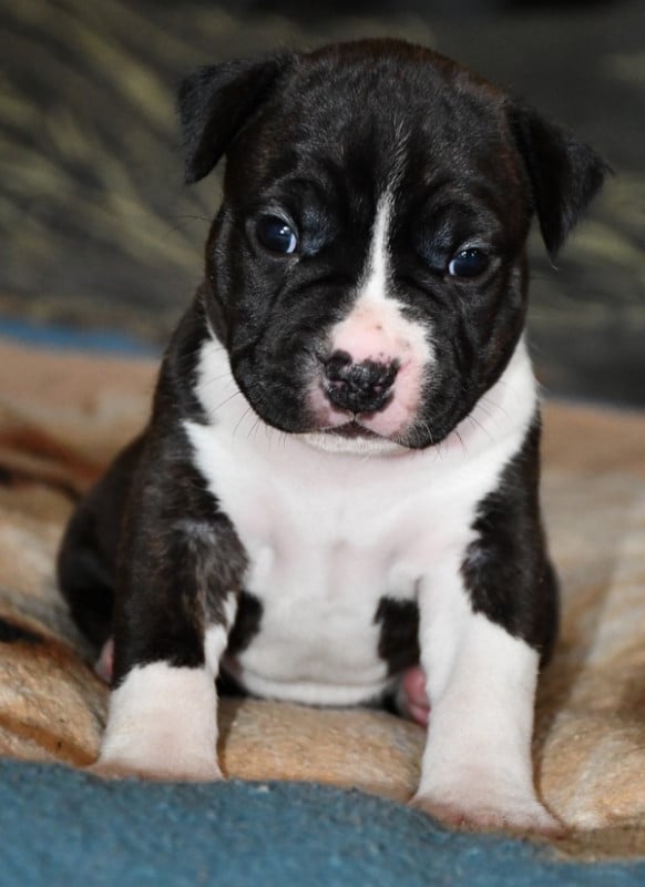 American Staffordshire Terrier - Vulcain's Canaille