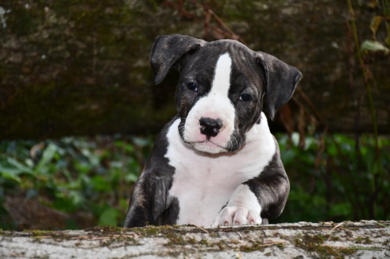 American Staffordshire Terrier - Vulcain's Canaille