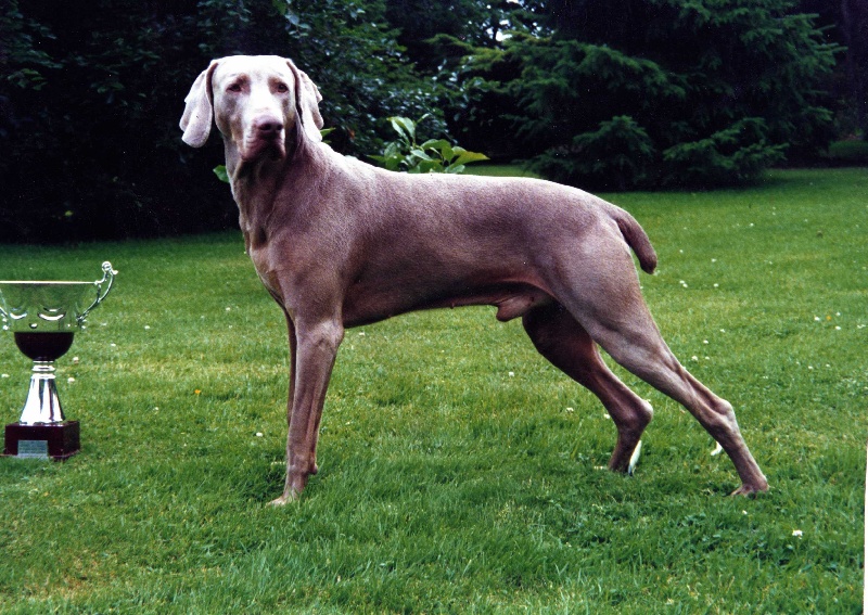 Publication : De gray ghost' de la chevalerie