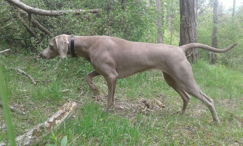 Publication : De gray ghost' de la chevalerie Auteur : LECACHEUX