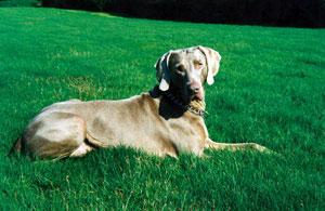 Publication : De gray ghost' de la chevalerie