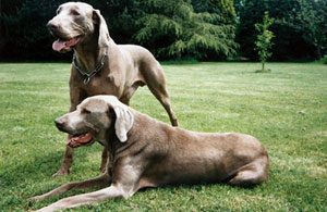 Publication : De gray ghost' de la chevalerie