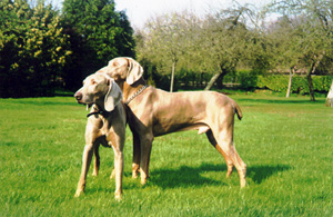 Publication : De gray ghost' de la chevalerie