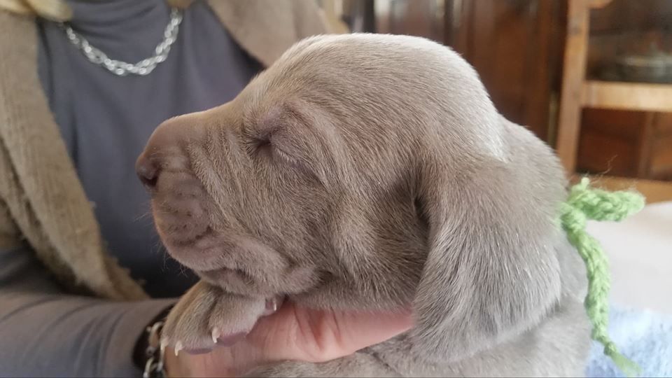 CHIOT gris vert clair