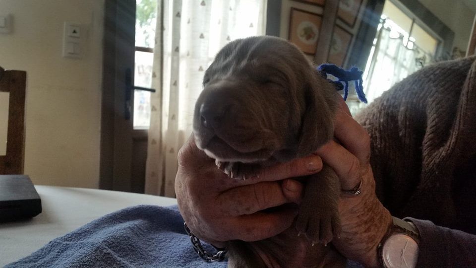 CHIOT collier bleu foncé Paky