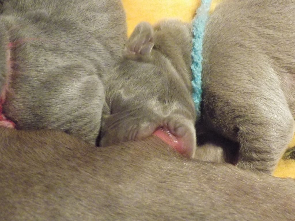 CHIOT collier vert d'eau