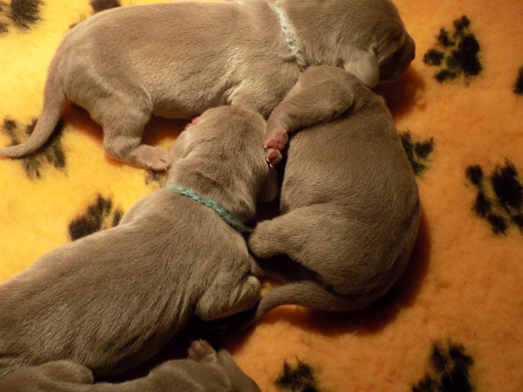 CHIOT collier bleu ciel