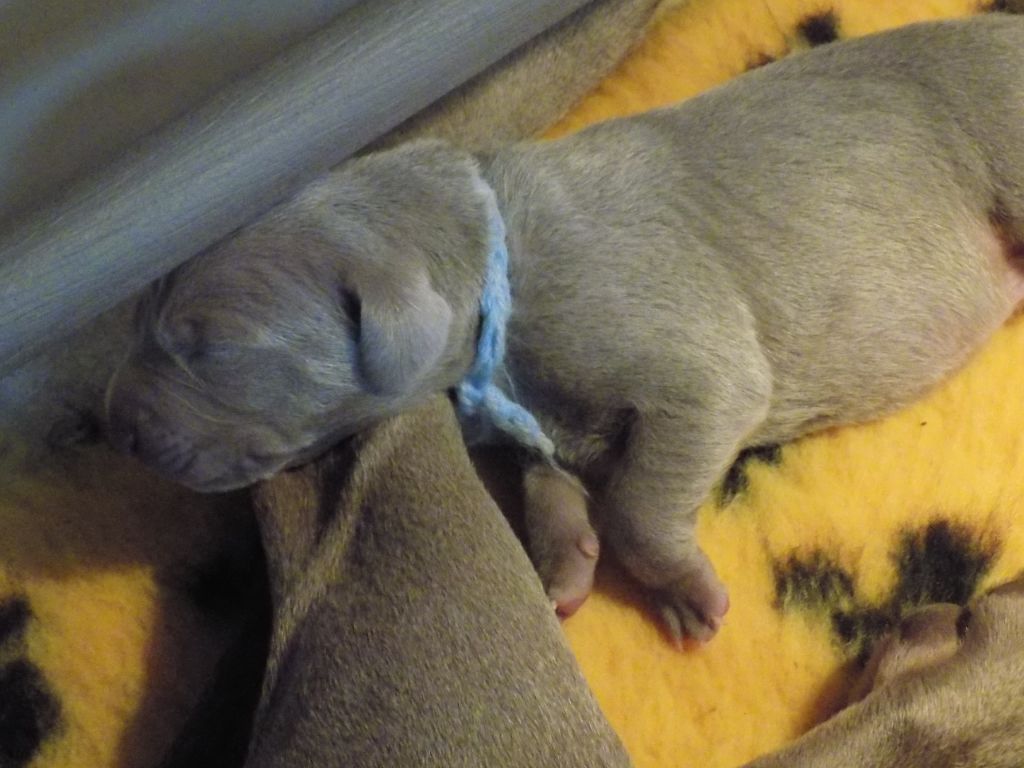 CHIOT collier bleu ciel