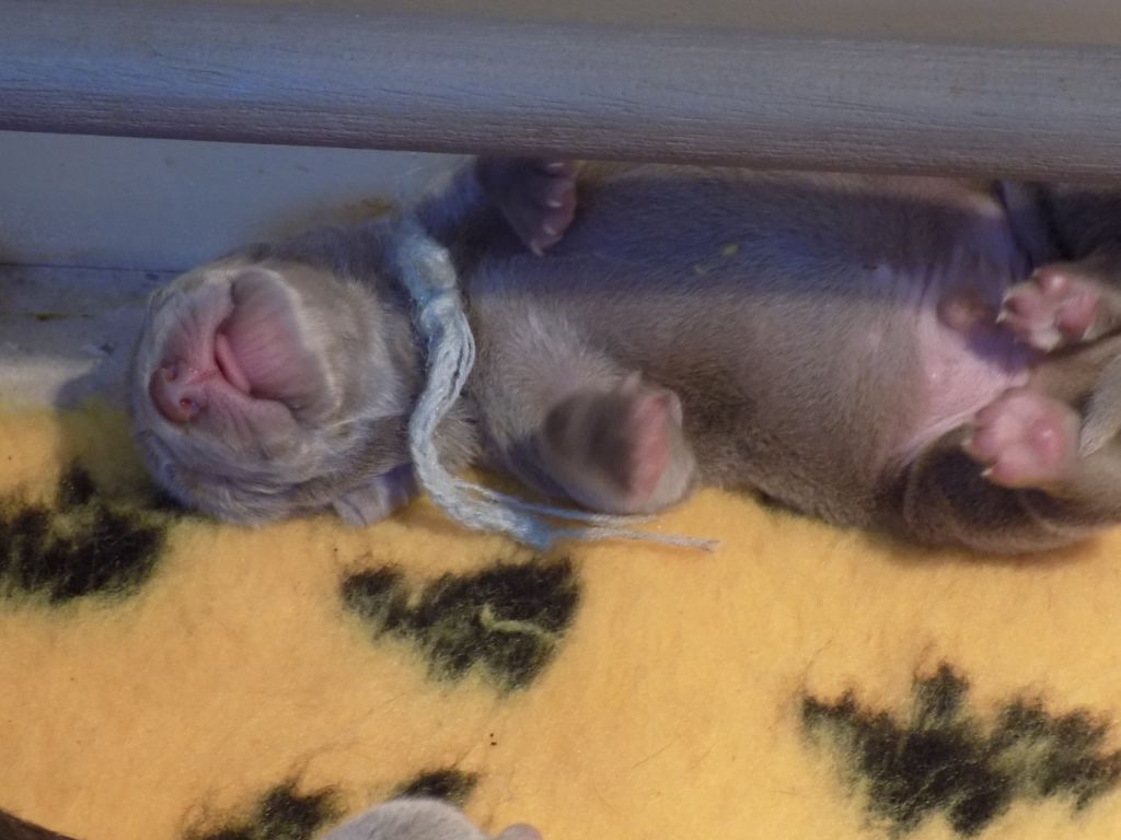 CHIOT gris vert clair