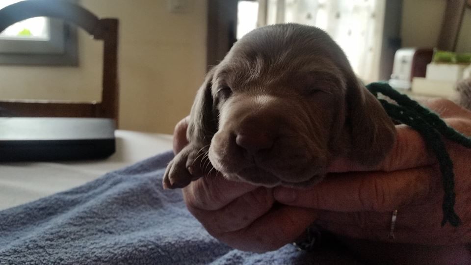 CHIOT collier vert fonce