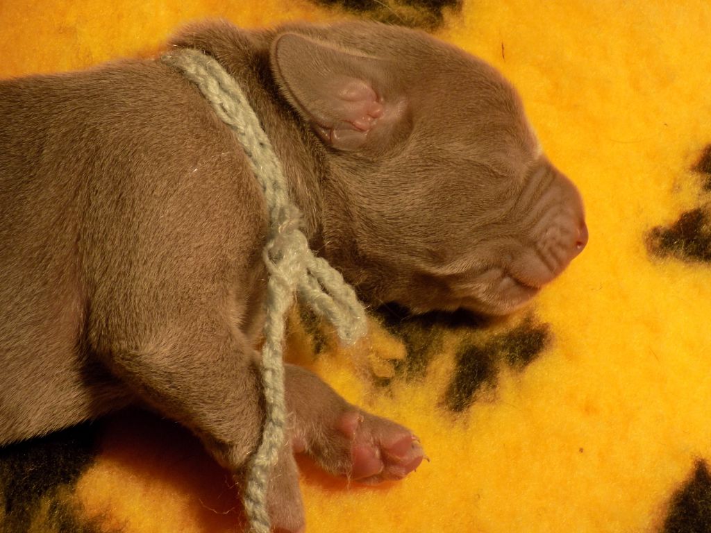 CHIOT gris vert clair