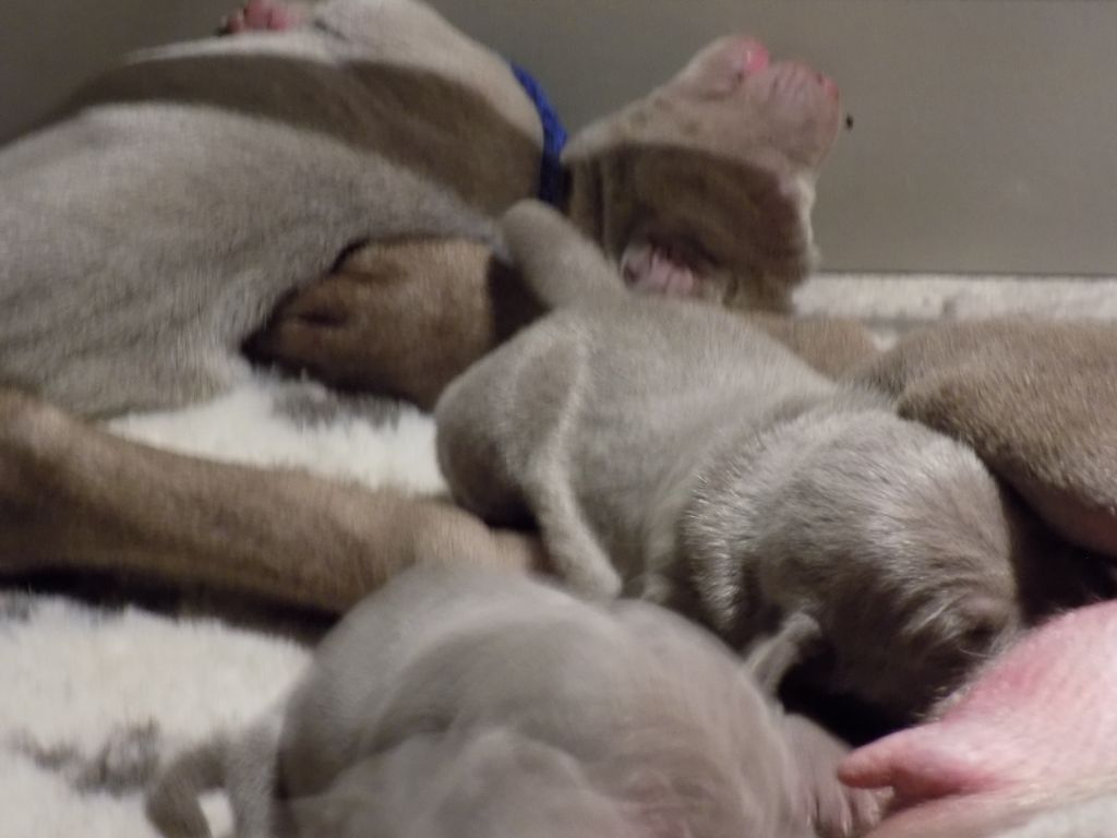 CHIOT collier bleu "Pradym"