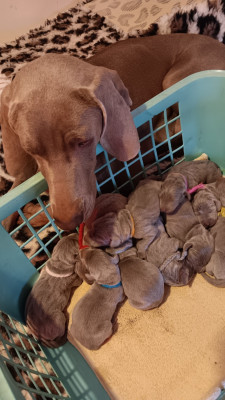 Les chiots de Braque de Weimar