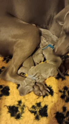 Les chiots de Braque de Weimar