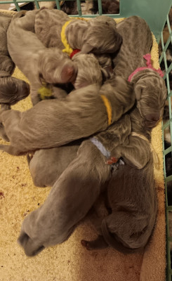 Les chiots de Braque de Weimar