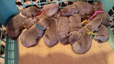 Les chiots de Braque de Weimar