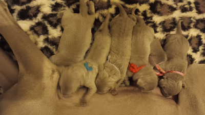 Les chiots de Braque de Weimar