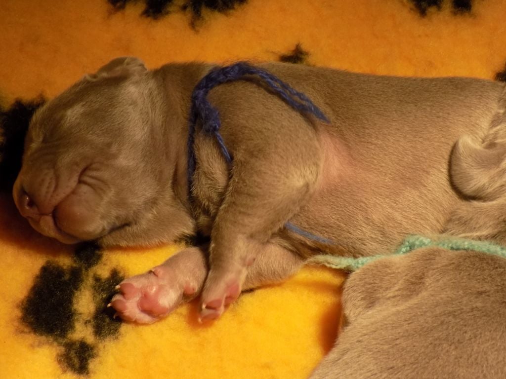 CHIOT collier bleu foncé Paky