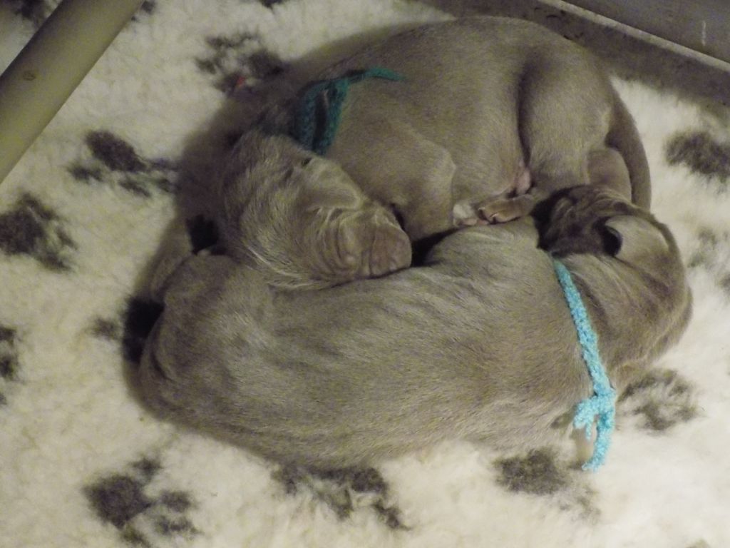 CHIOT collier vert fonce