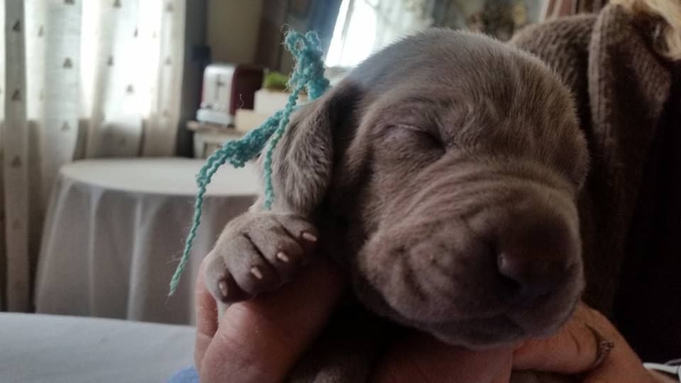 CHIOT collier vert d'eau