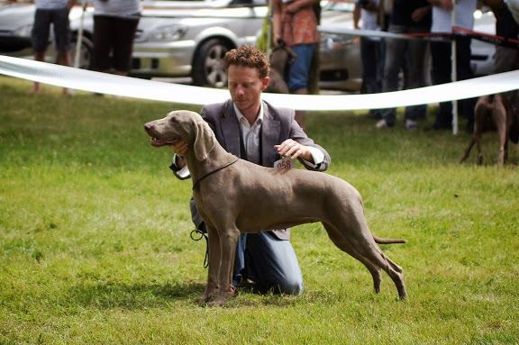 Diam's De gray ghost' de la chevalerie - 2ème EXC