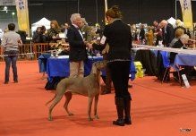 Diam's De gray ghost' de la chevalerie - 1ere EXC CACS et RCACIB