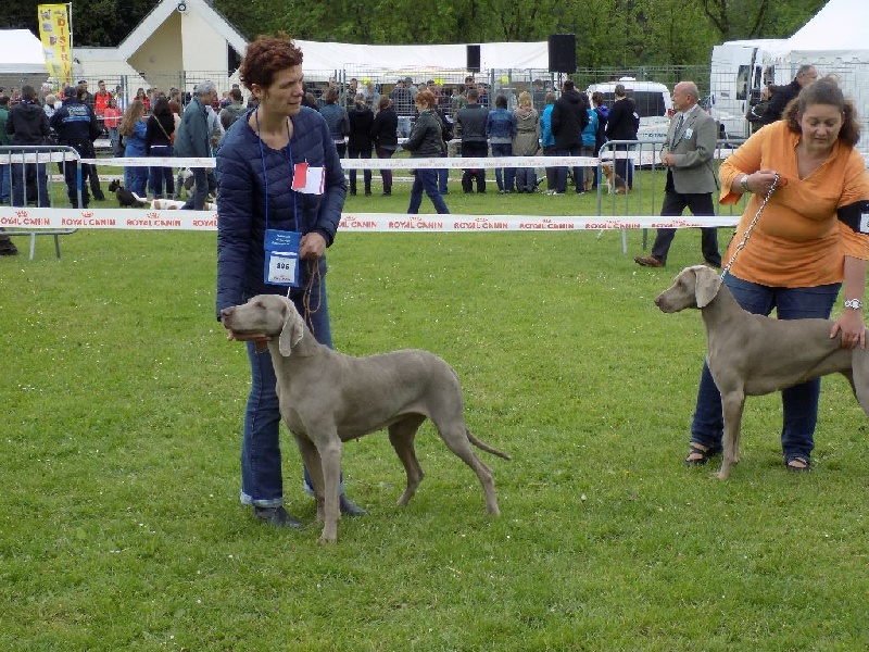 Diam's De gray ghost' de la chevalerie - CACS + BOS