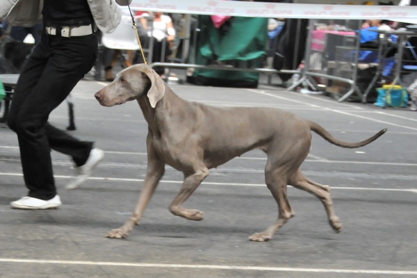 Diam's De gray ghost' de la chevalerie - 1er EXC cl ouverte/3 + CACS + CACIB