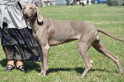 Diam's De gray ghost' de la chevalerie - 1er excellent - CACS