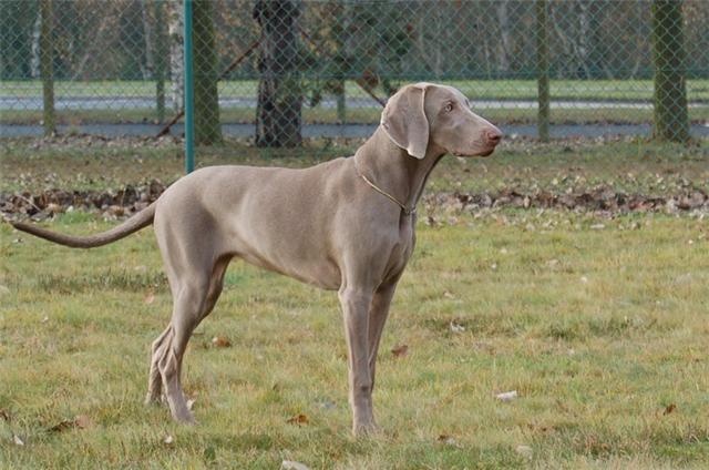 Diam's De gray ghost' de la chevalerie - très prometteur Meilleur puppy