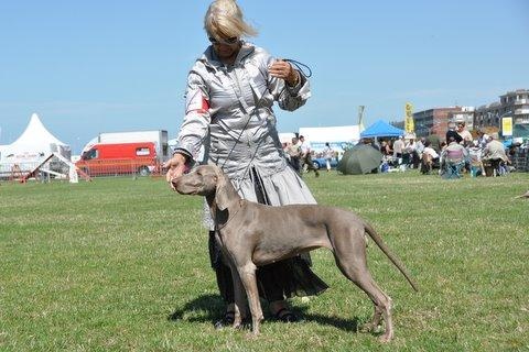 Diam's De gray ghost' de la chevalerie - 1ERE EXC Classe jeune