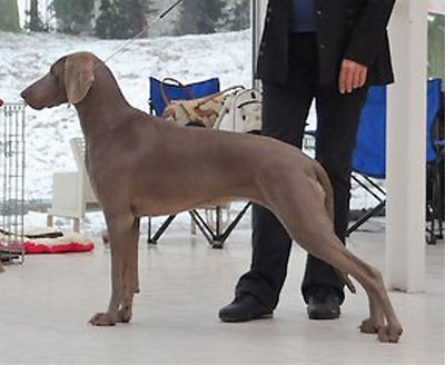 Diam's De gray ghost' de la chevalerie - 3ème EXC classe ouverte