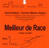 Speed of dog's in black - 1er Excellent - Meilleur de race