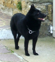 Speed of dog's in black - 1er excellent