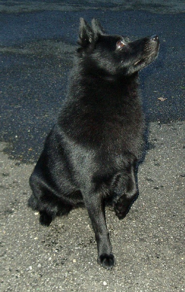 Chypsie (Sans Affixe) - 2ème excellent