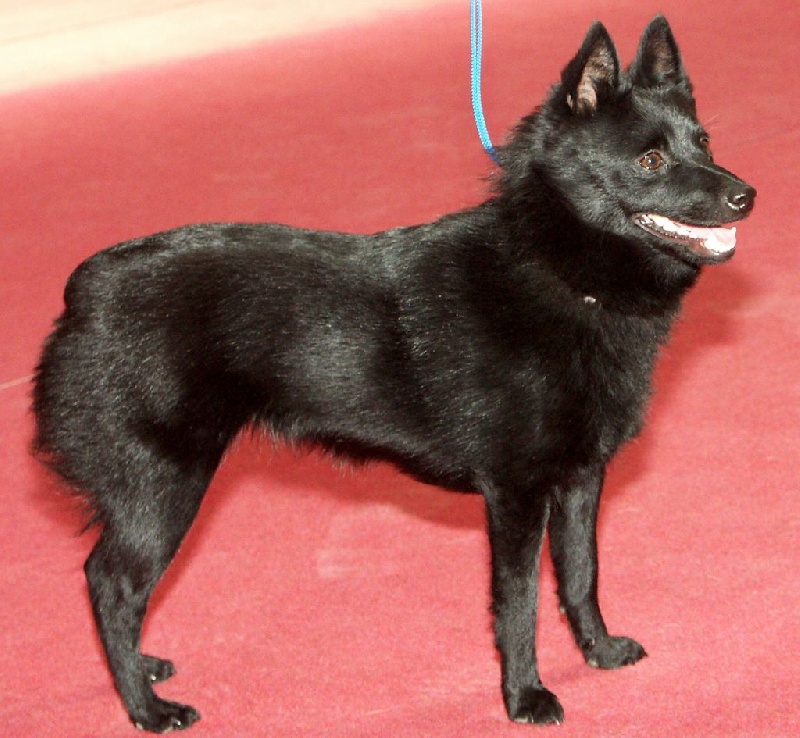 Chypsie (Sans Affixe) - EXCELLENT