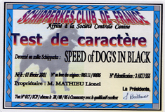 Speed of dog's in black - TAN