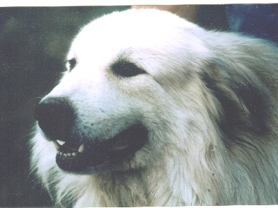 Publication : du Haras de Chante-Neige Auteur : Ducrey